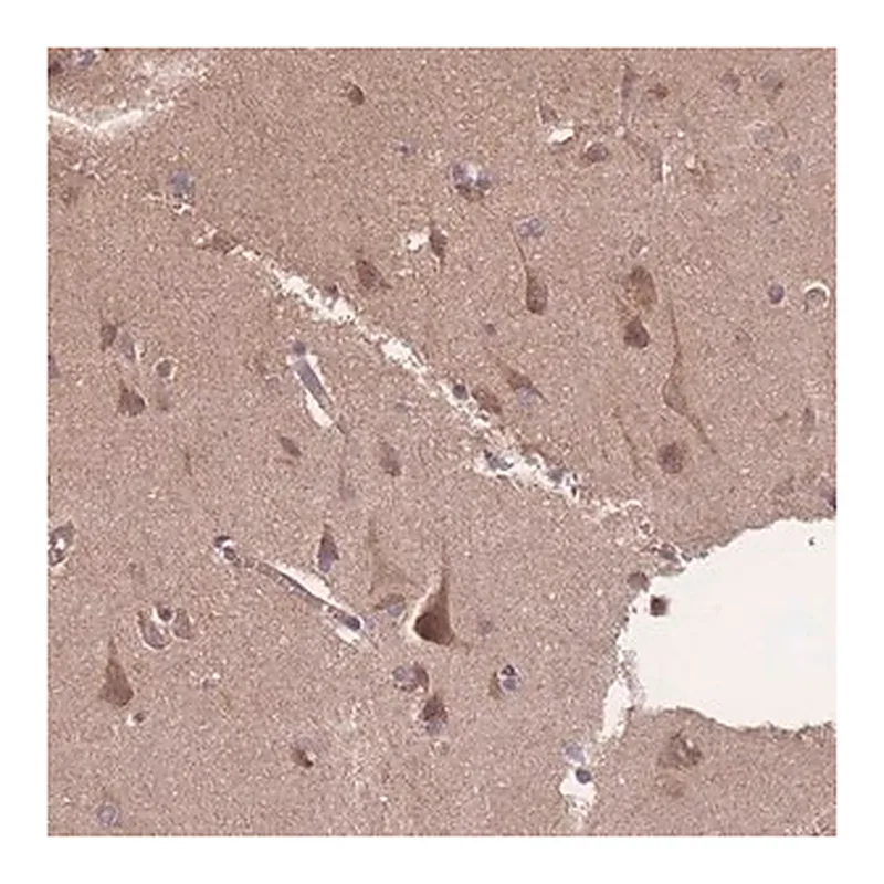 Merck Anti-ATXN10 antibody produced in rabbit