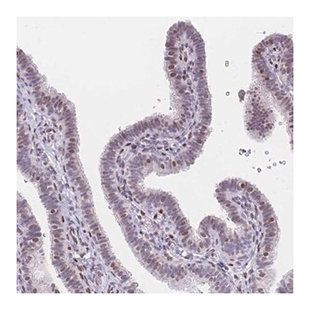 Merck Anti-PSMB5 antibody produced in rabbit