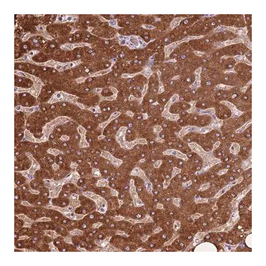 Merck Anti-COQ5 antibody produced in rabbit
