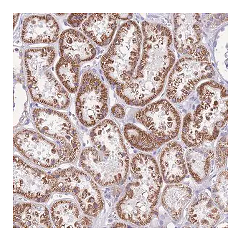 Merck Anti-INTS2 antibody produced in rabbit