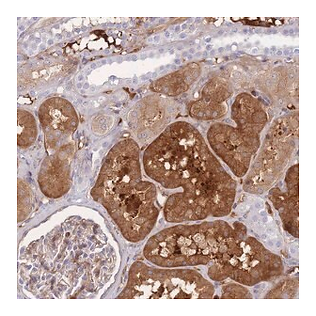 Merck Anti-FBN3 antibody produced in rabbit
