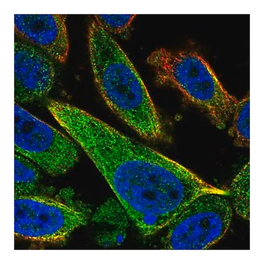 Merck Anti-TCTEX1D2 antibody produced in rabbit