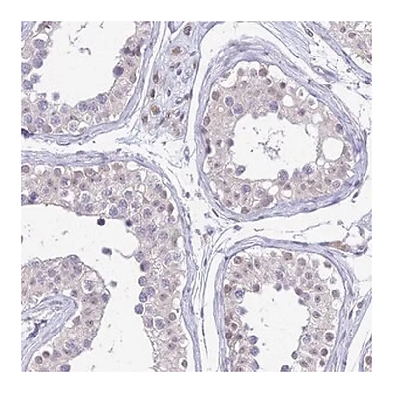 Merck Anti-C6orf163 antibody produced in rabbit