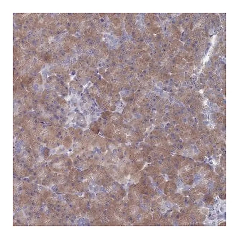 Merck Anti-TMEM128 antibody produced in rabbit