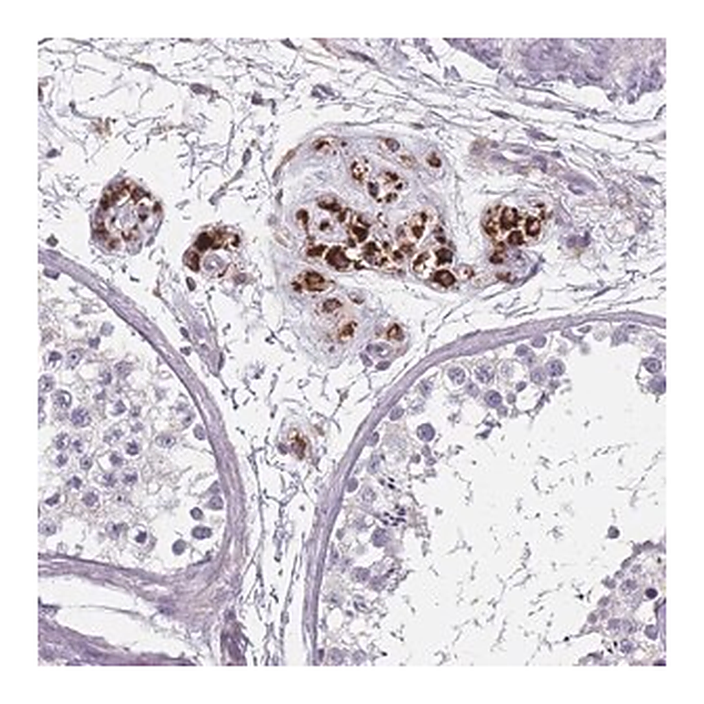 Merck Anti-SLC35E4 antibody produced in rabbit
