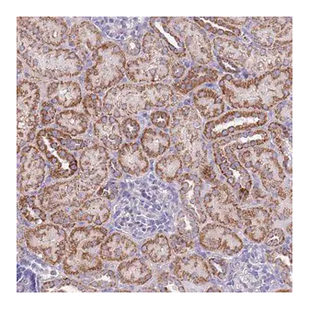 Merck Anti-EMC8 antibody produced in rabbit