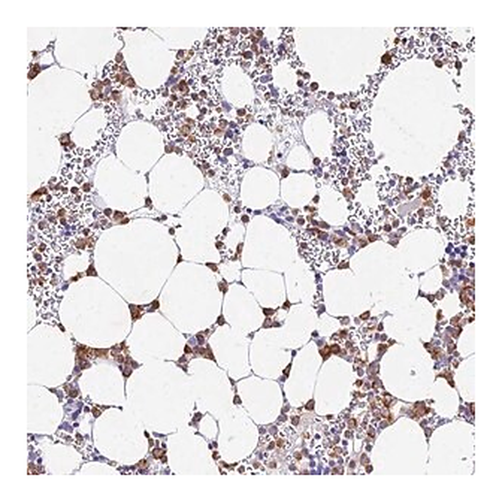 Merck Anti-VWC2L antibody produced in rabbit