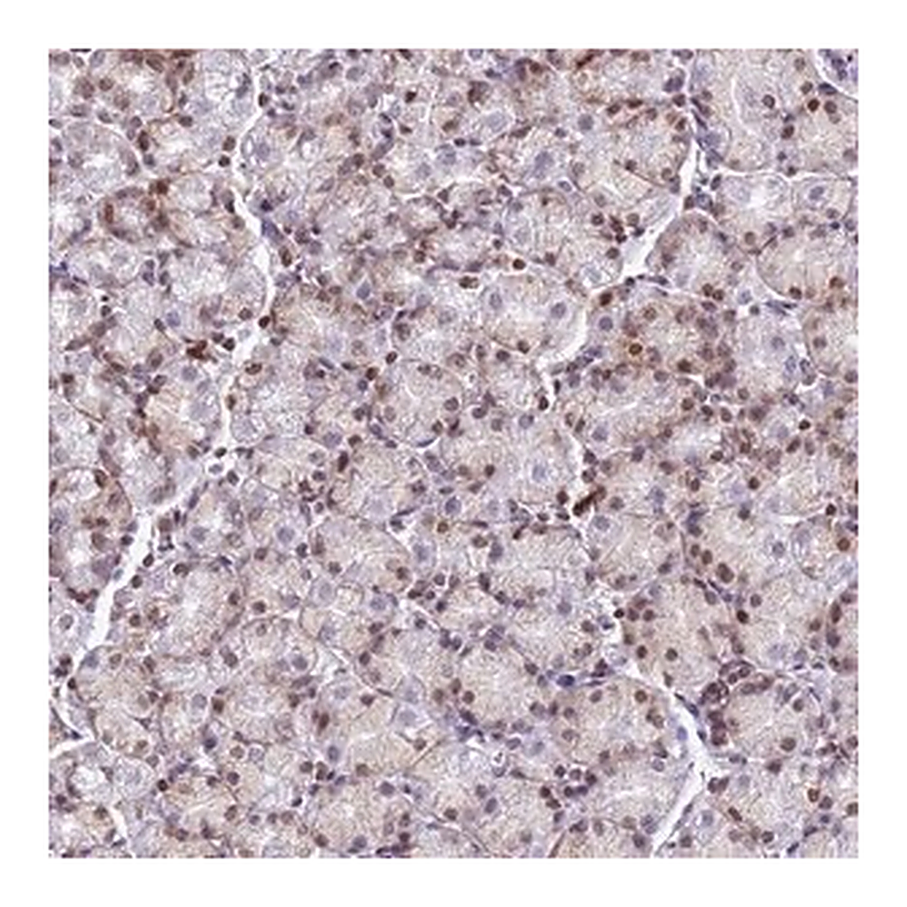 Merck Anti-COPS9 antibody produced in rabbit