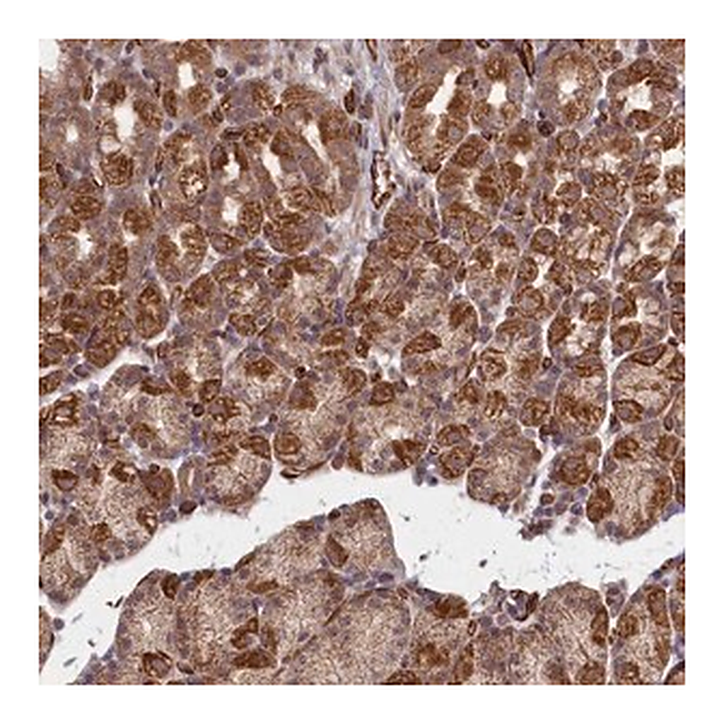 Merck Anti-TSPYL4 antibody produced in rabbit