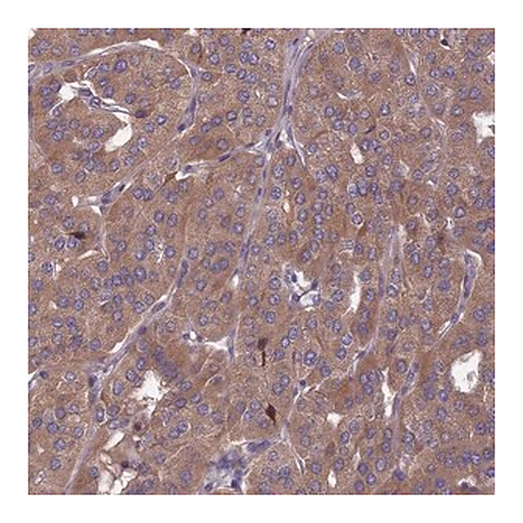 Merck Anti-OPA3 antibody produced in rabbit