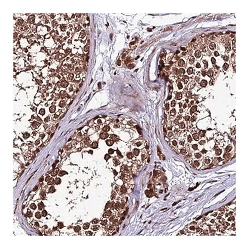 Merck Anti-ZNF766 antibody produced in rabbit