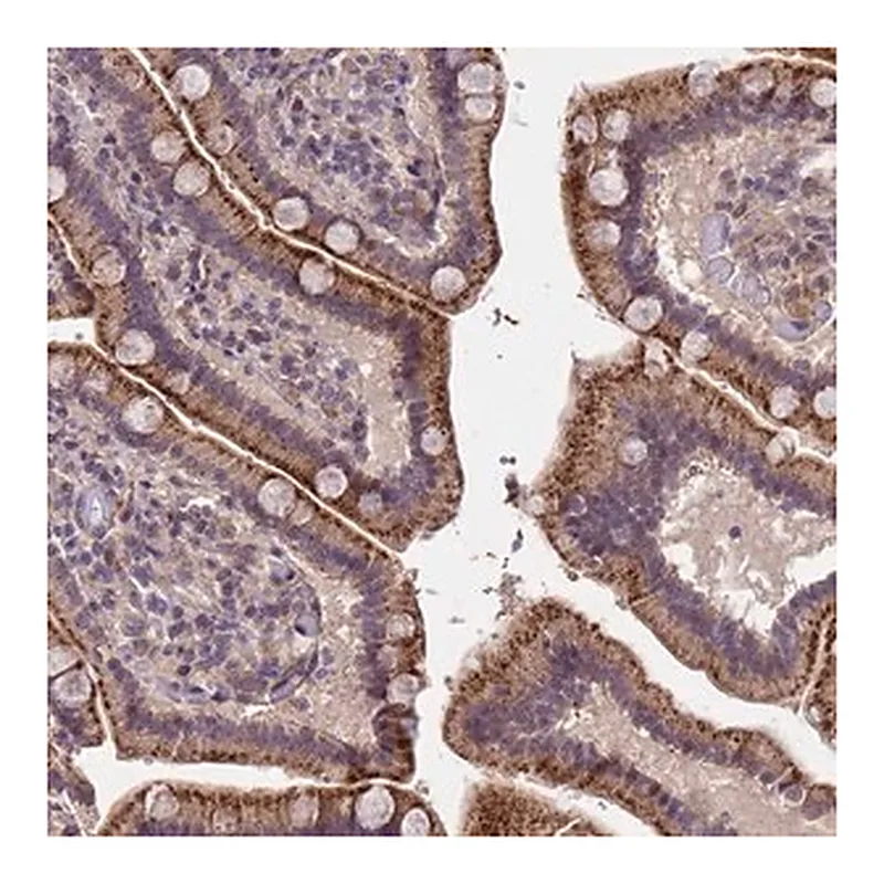 Merck Anti-TOR4A antibody produced in rabbit