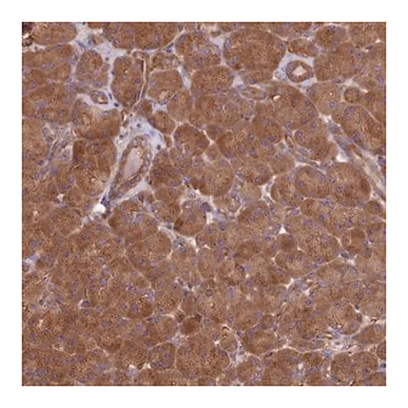 Merck Anti-DCTN3 antibody produced in rabbit
