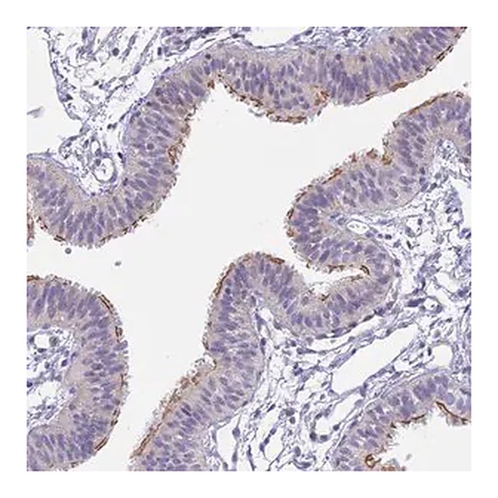 Merck Anti-CFAP206 antibody produced in rabbit