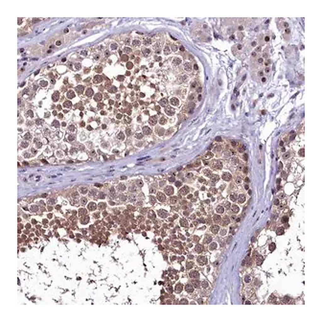 Merck Anti-PRNT antibody produced in rabbit