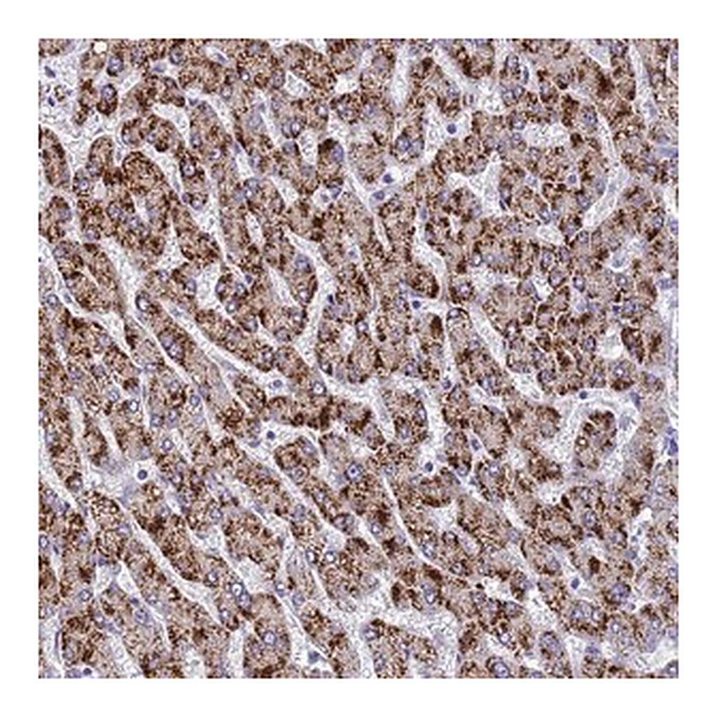 Merck Anti-MS4A13 antibody produced in rabbit
