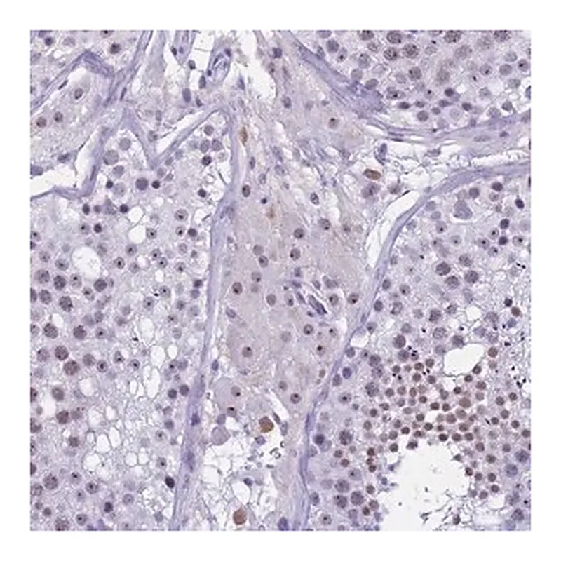 Merck Anti-DMRTC2 antibody produced in rabbit