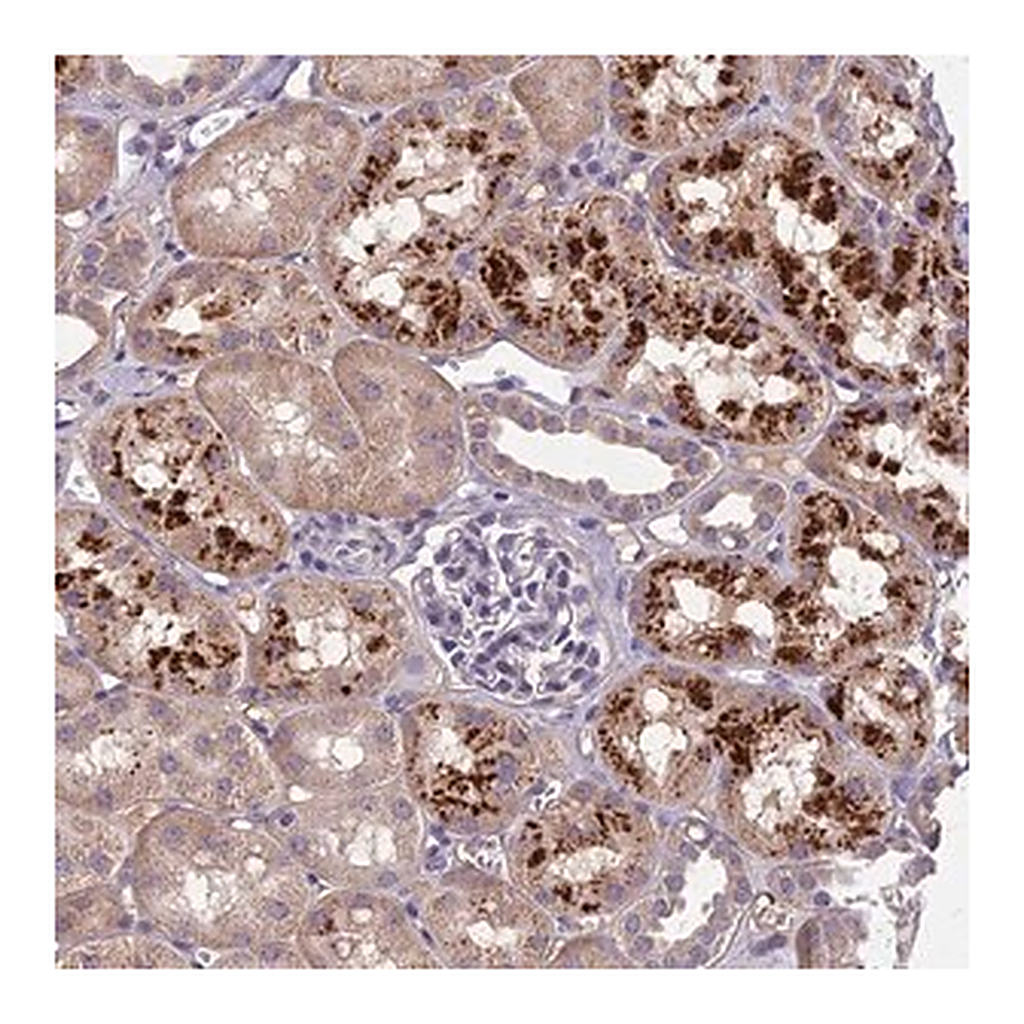 Merck Anti-CEACAM16 antibody produced in rabbit