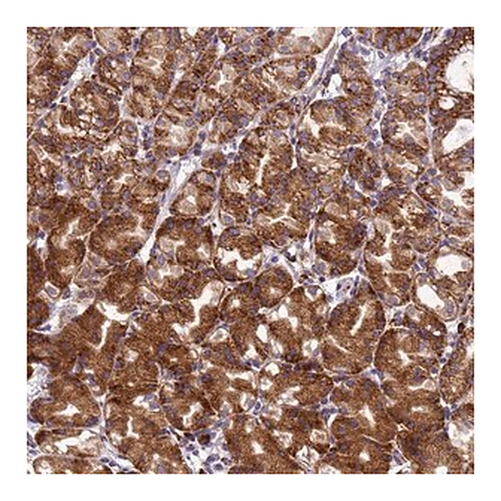 Merck Anti-EEF1D antibody produced in rabbit