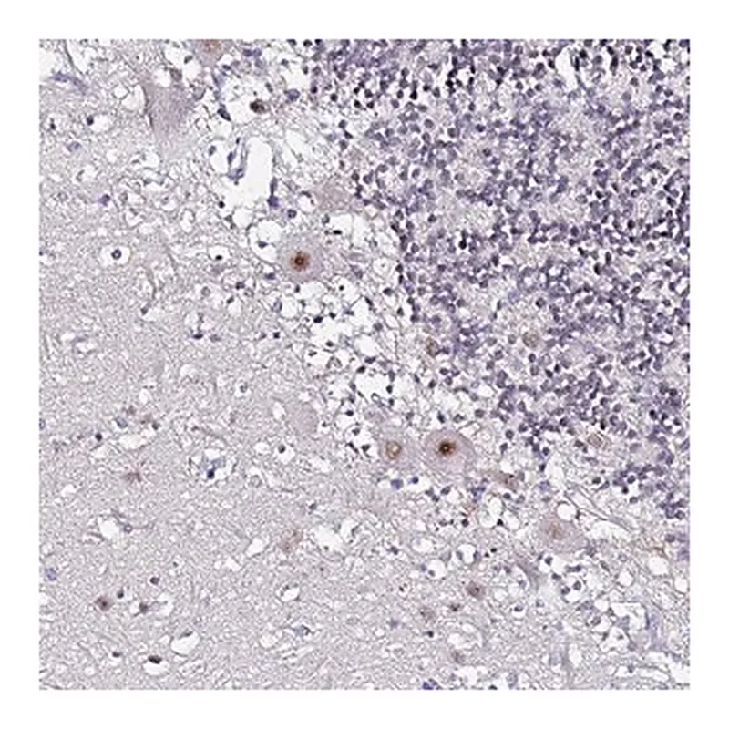 Merck Anti-ACTL6B antibody produced in rabbit