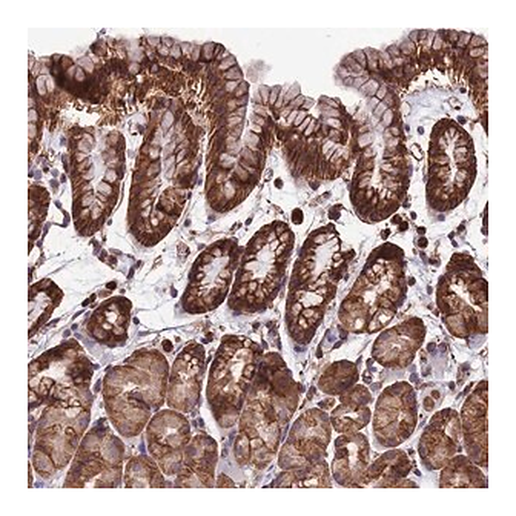 Merck Anti-LSM6 antibody produced in rabbit
