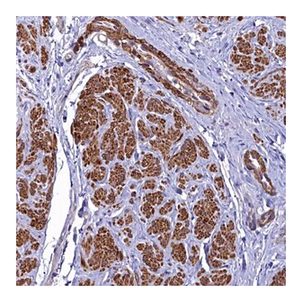Merck Anti-FADS3 antibody produced in rabbit