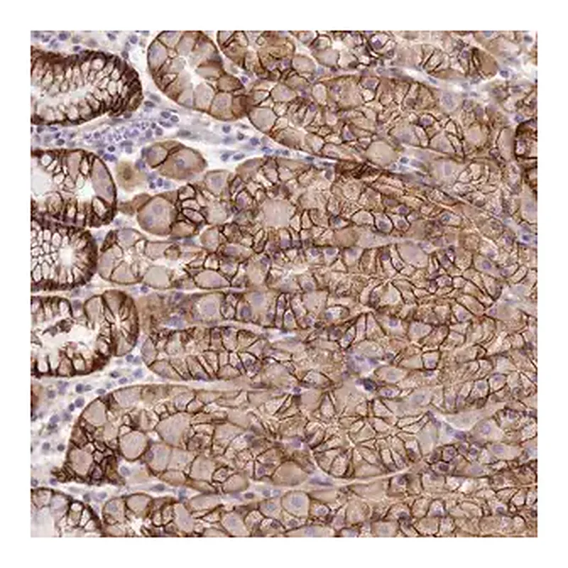 Merck Anti-TBCD antibody produced in rabbit