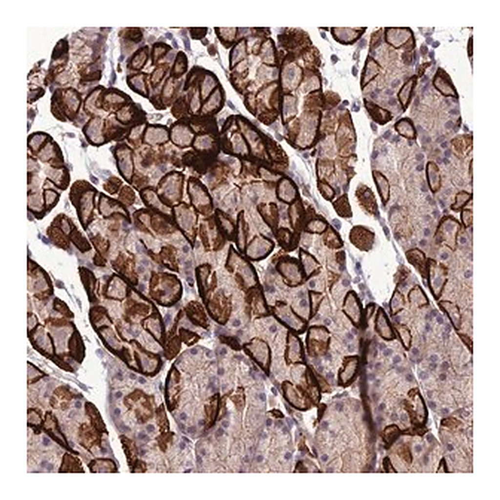 Merck Anti-GDF6 antibody produced in rabbit