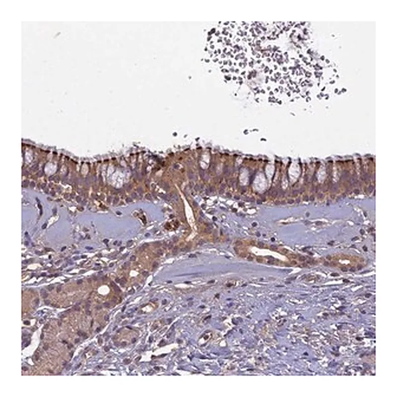 Merck Anti-CCDC167 antibody produced in rabbit