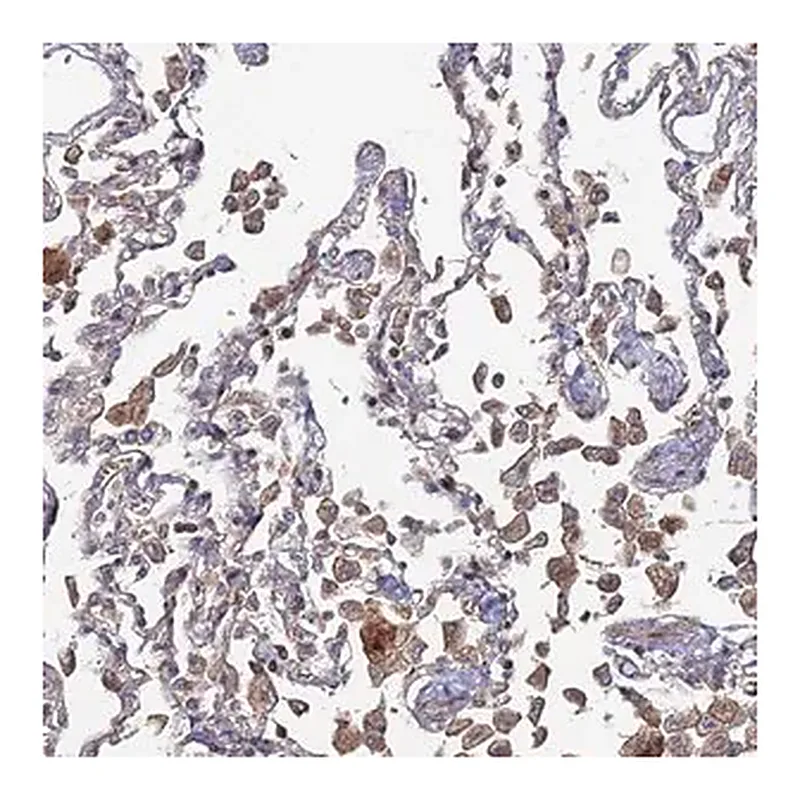 Merck Anti-SGMS1 antibody produced in rabbit
