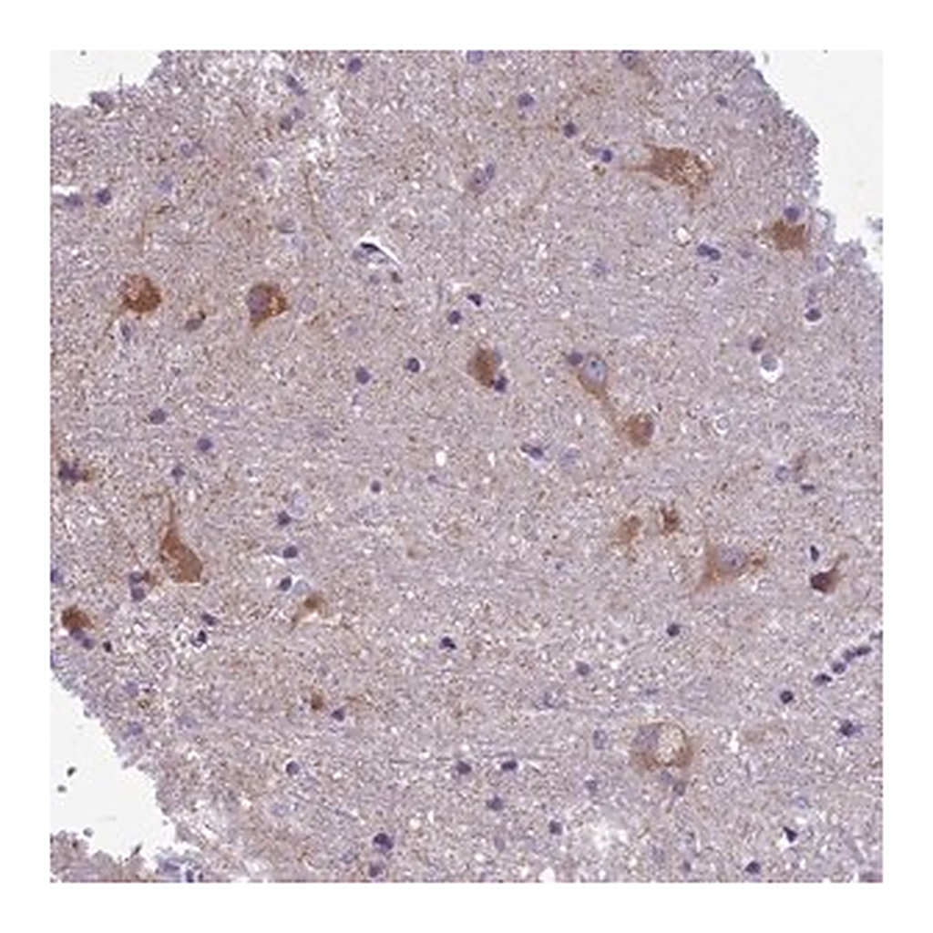 Merck Anti-PCDHB14 antibody produced in rabbit