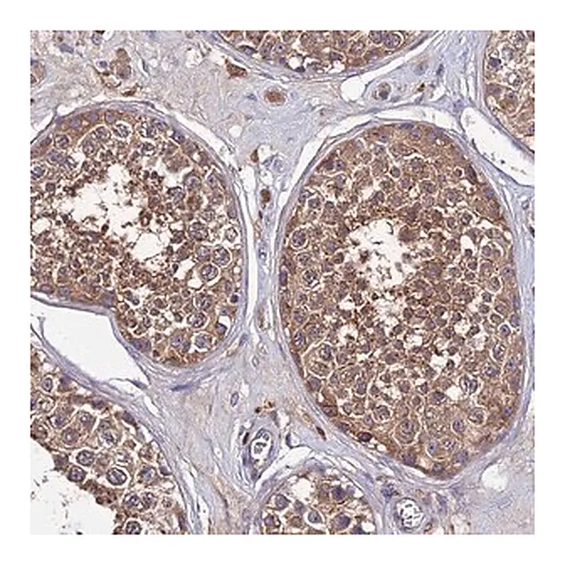 Merck Anti-C2orf69 antibody produced in rabbit
