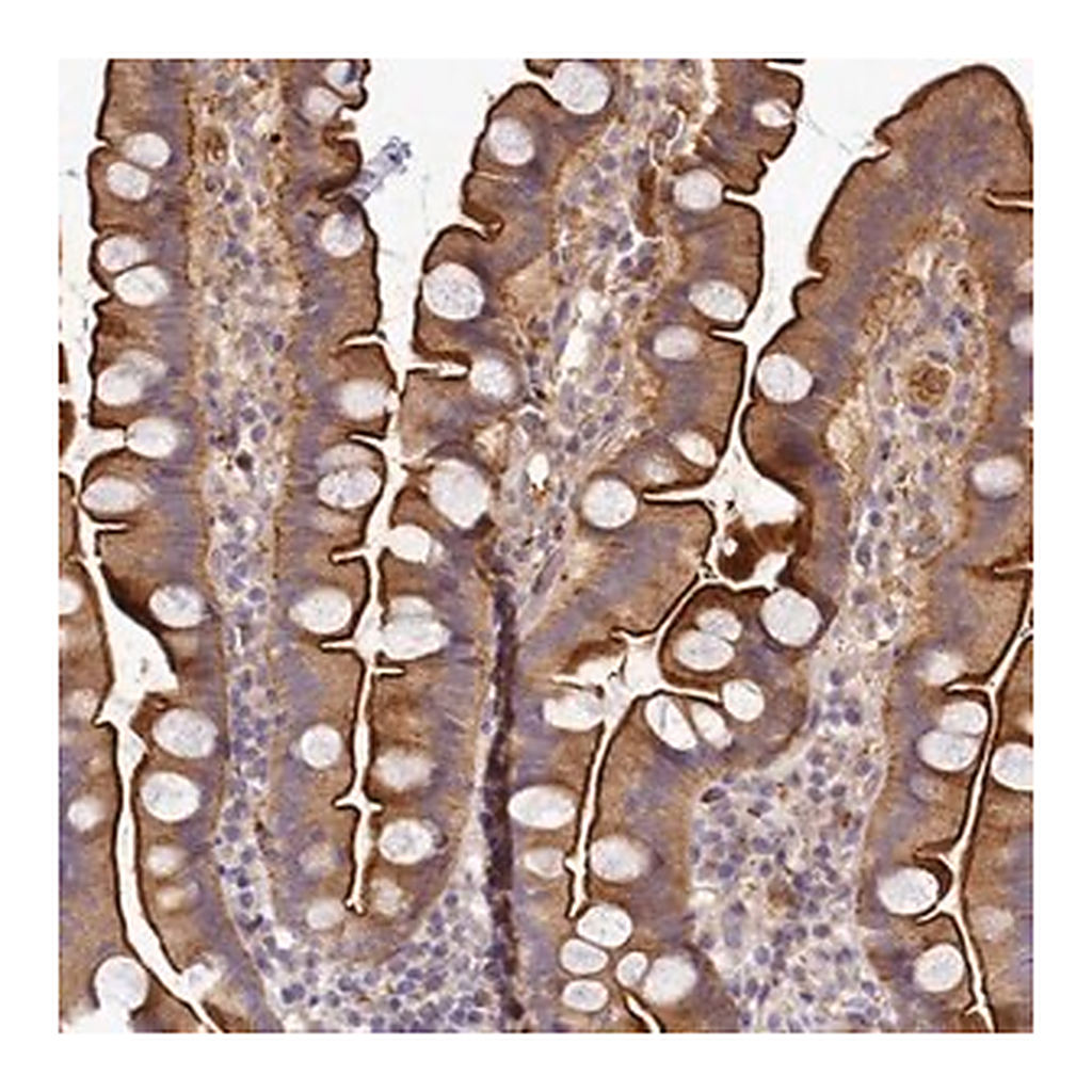 Merck Anti-TMEM74B antibody produced in rabbit