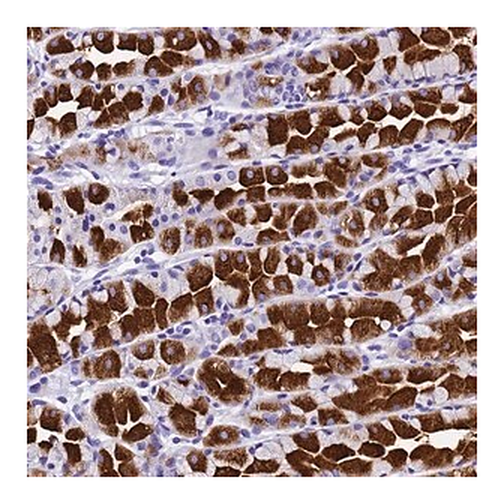 Merck Anti-HERC4 antibody produced in rabbit