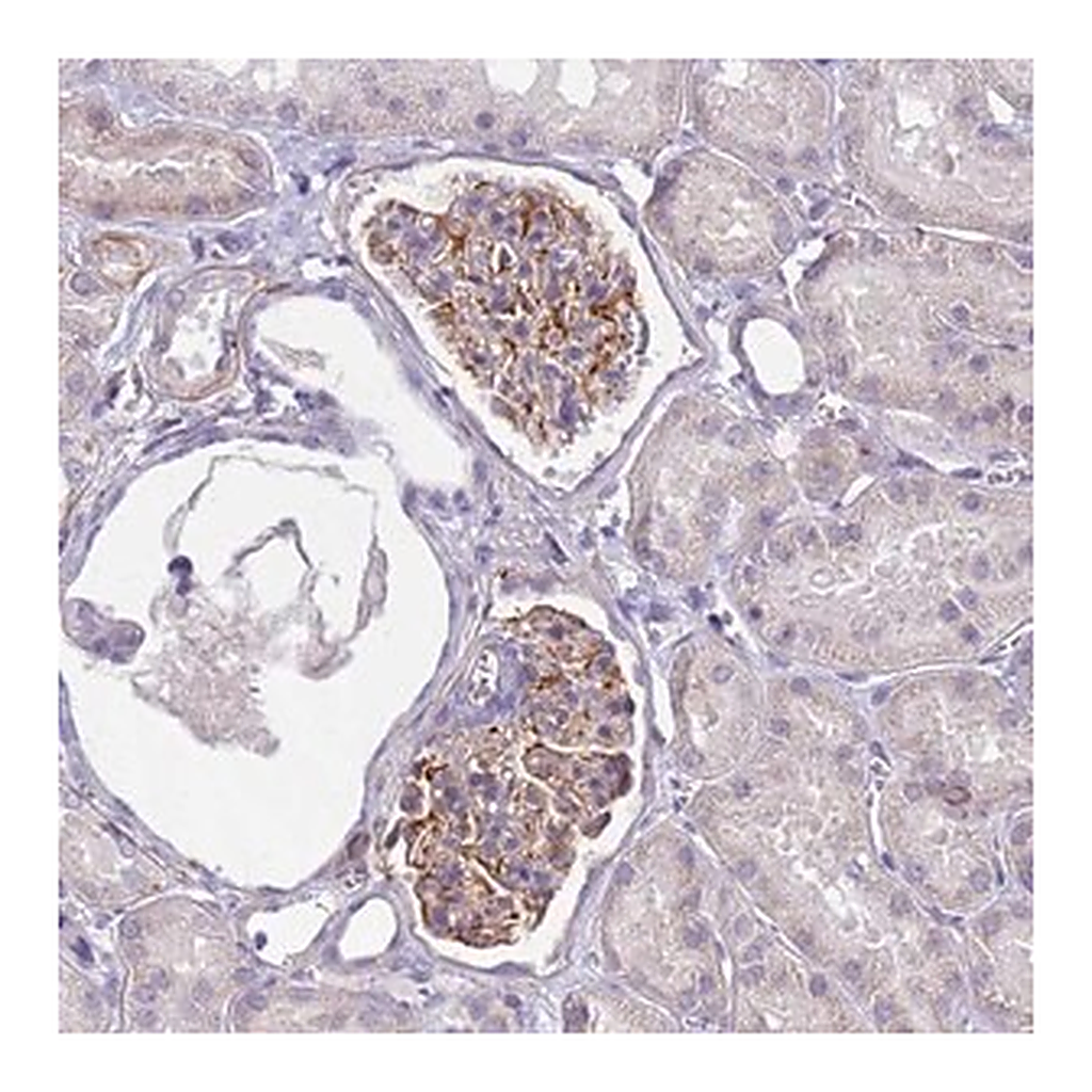 Merck Anti-UBXN2B antibody produced in rabbit