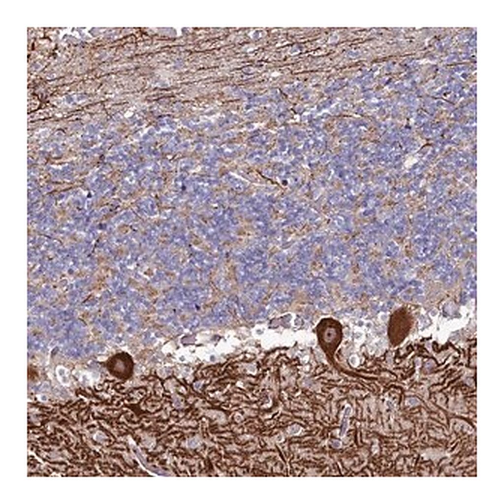 Merck Anti-KCTD18 antibody produced in rabbit