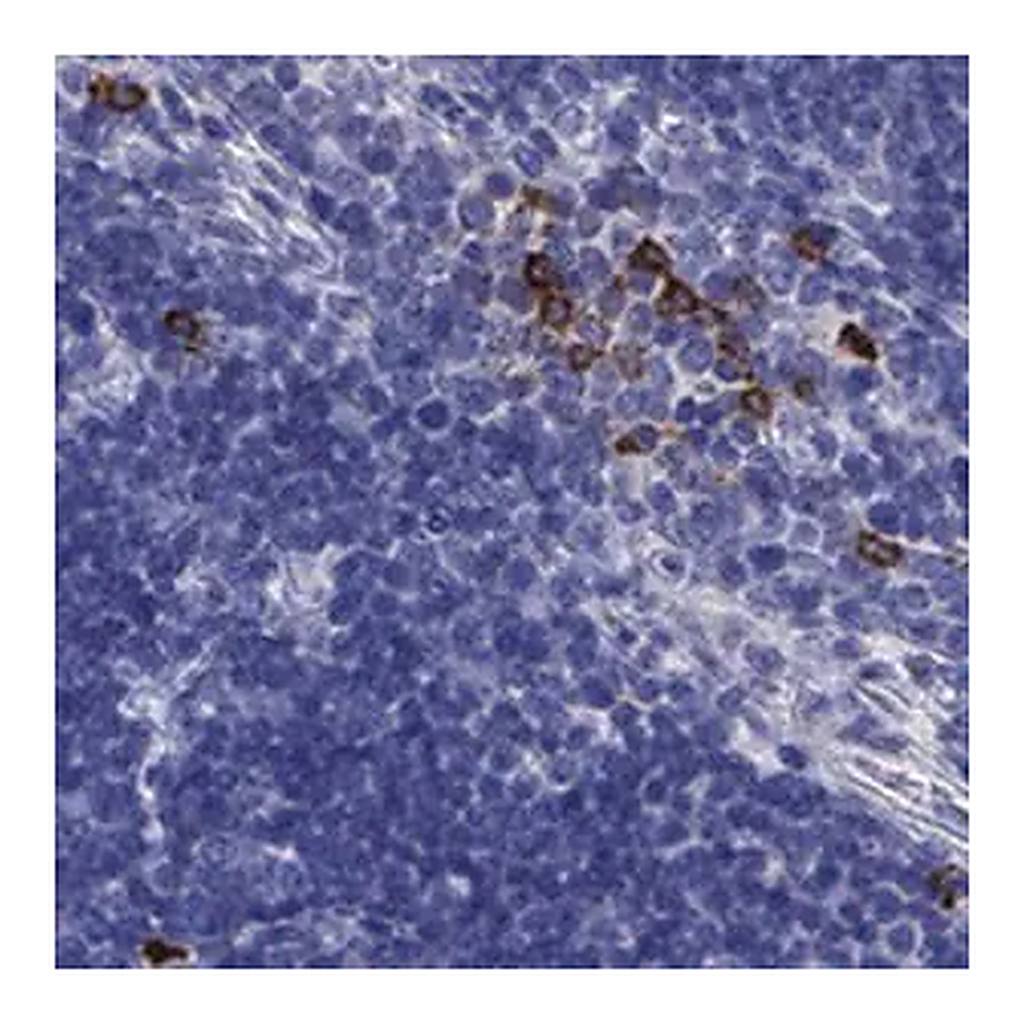 Merck Anti-IL17REL antibody produced in rabbit