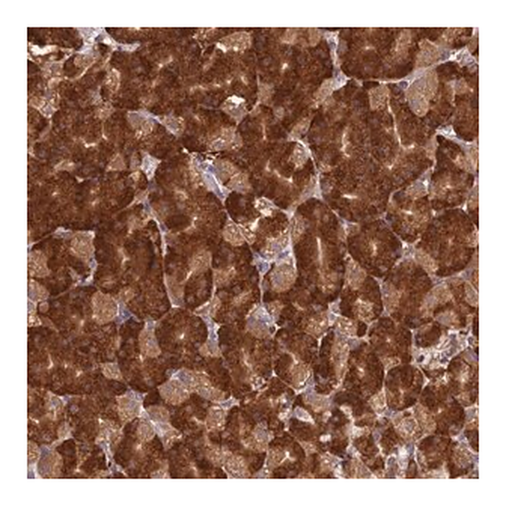 Merck Anti-NXNL2 antibody produced in rabbit