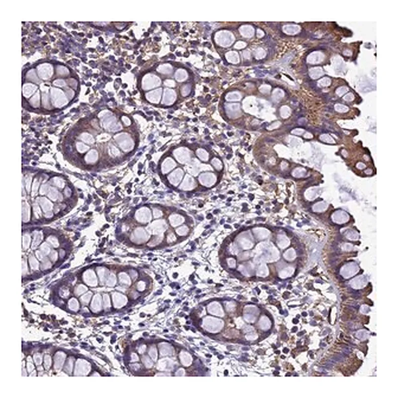 Merck Anti-ZNF235 antibody produced in rabbit