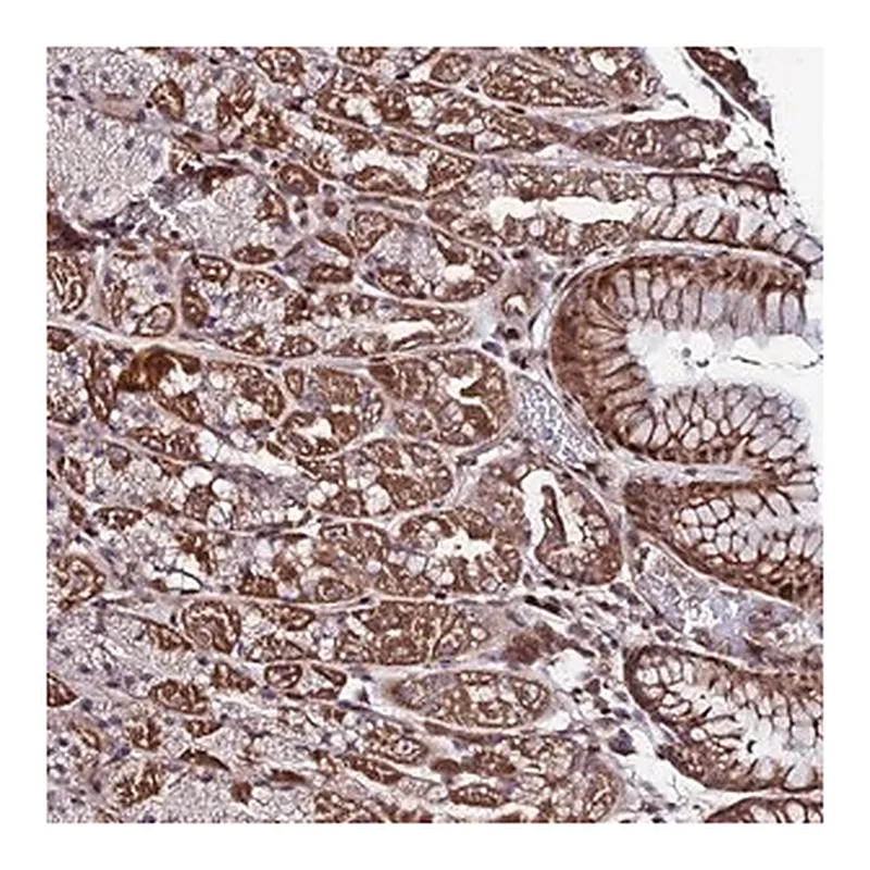 Merck Anti-AMER3 antibody produced in rabbit