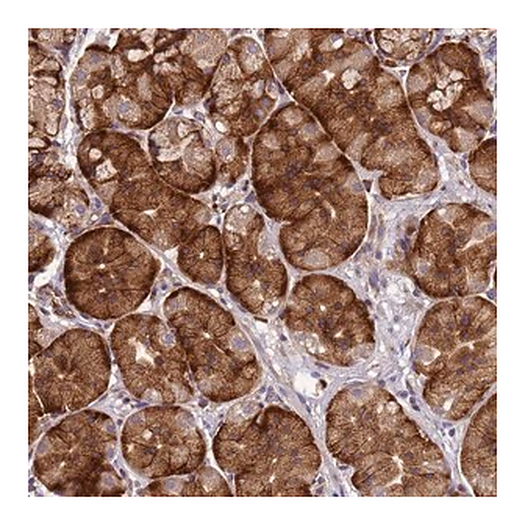 Merck Anti-C1orf204 antibody produced in rabbit