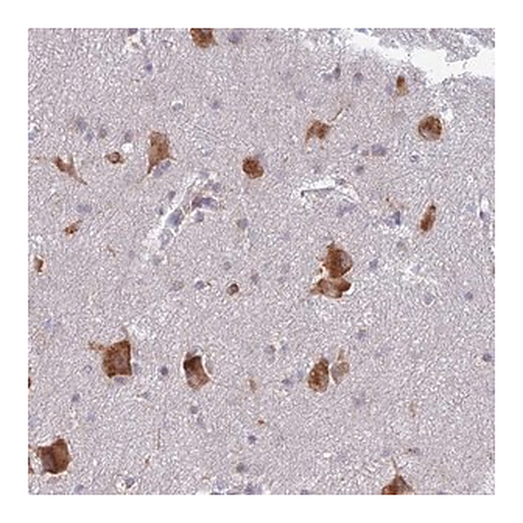 Merck Anti-ELOF1 antibody produced in rabbit