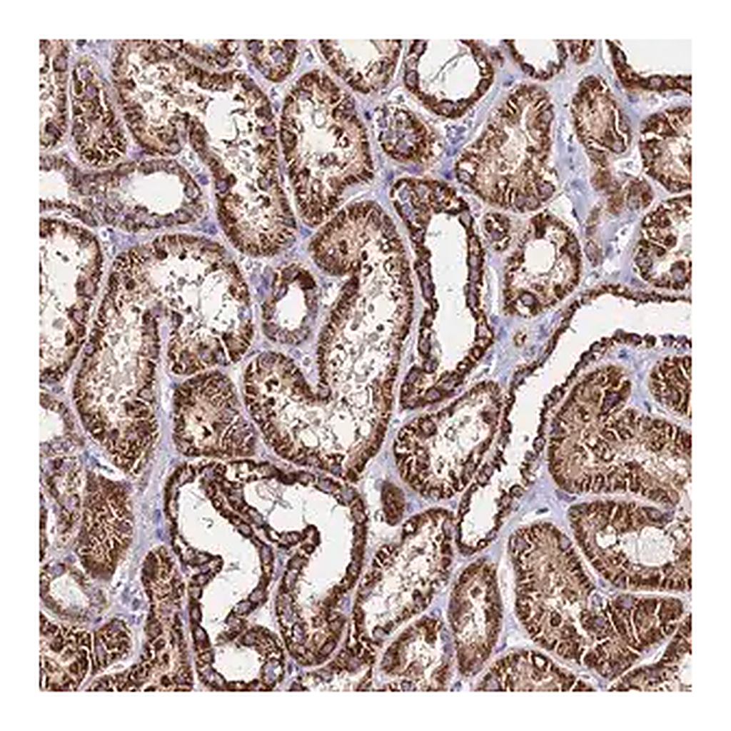 Merck Anti-OR8S1 antibody produced in rabbit