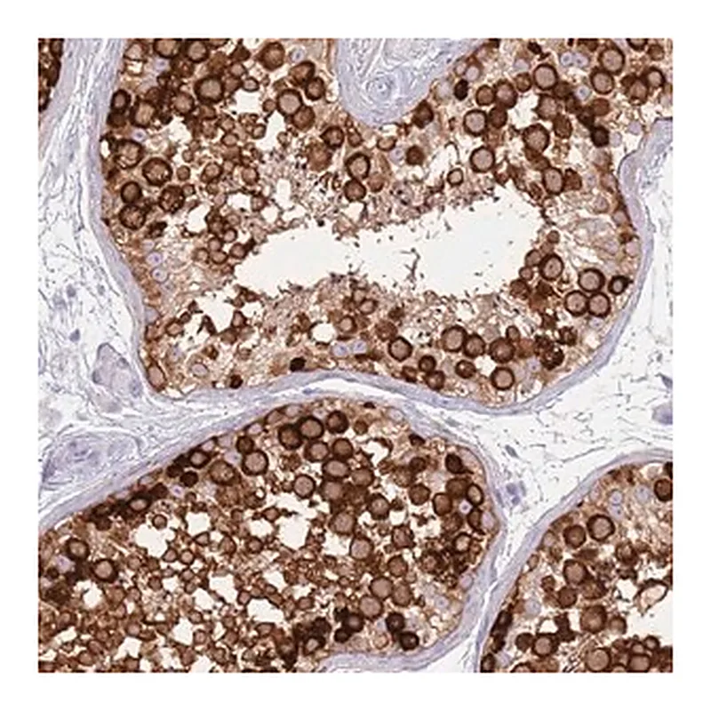 Merck Anti-EVPLL antibody produced in rabbit