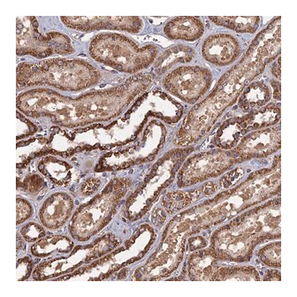 Merck Anti-SPANXN4 antibody produced in rabbit