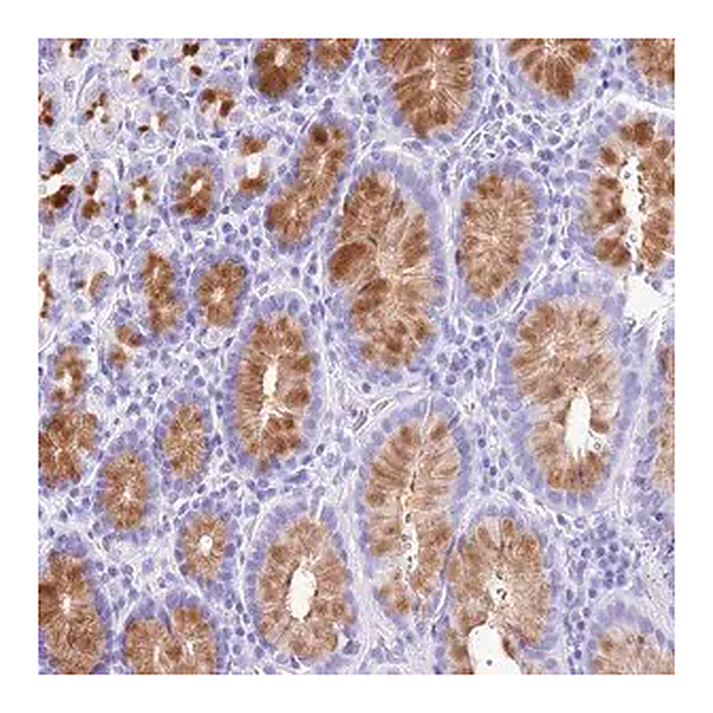 Merck Anti-DCDC2B antibody produced in rabbit