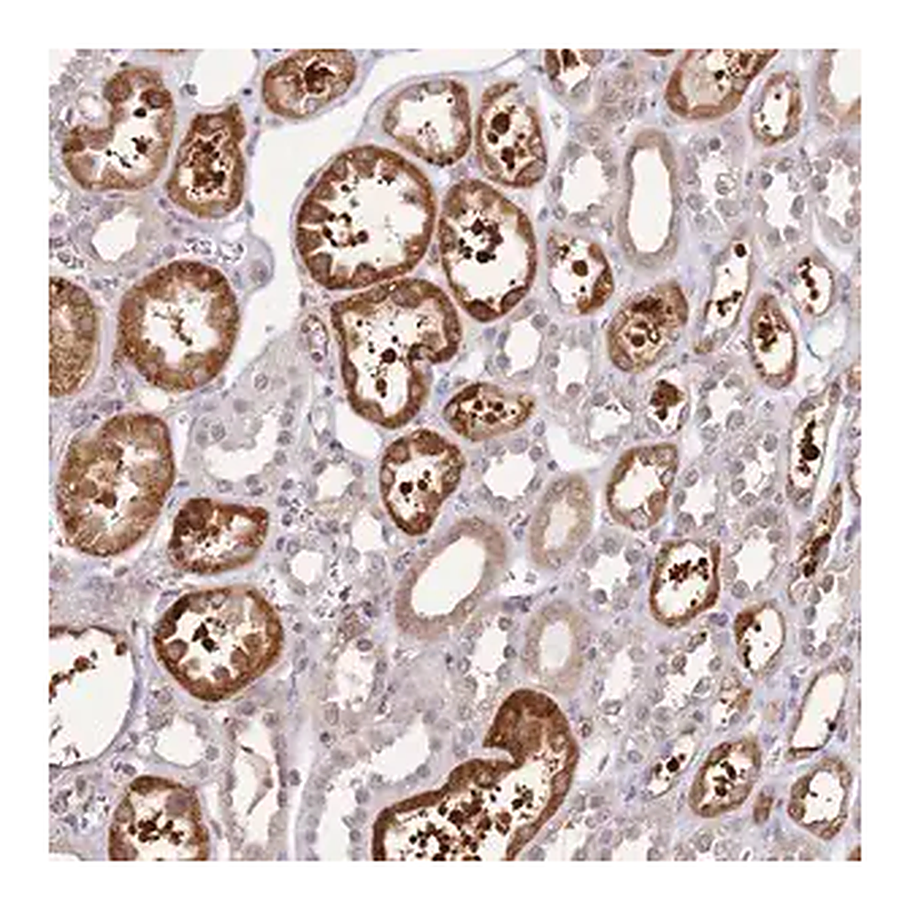Merck Anti-GABRE antibody produced in rabbit