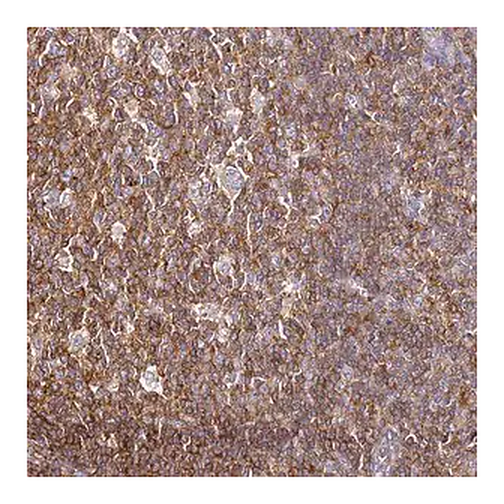 Merck Anti-ZNF671 antibody produced in rabbit