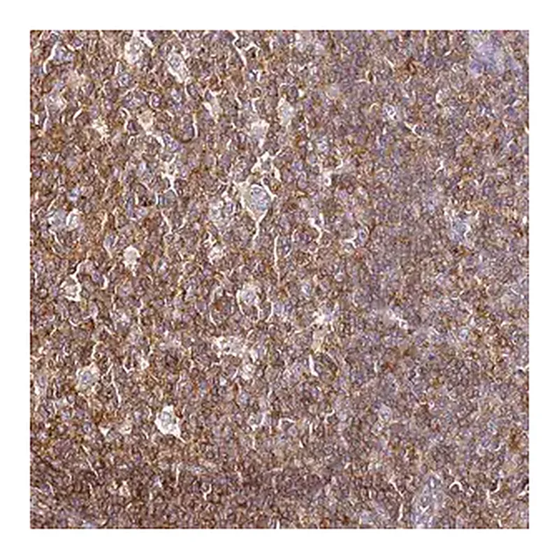 Merck Anti-ZNF671 antibody produced in rabbit