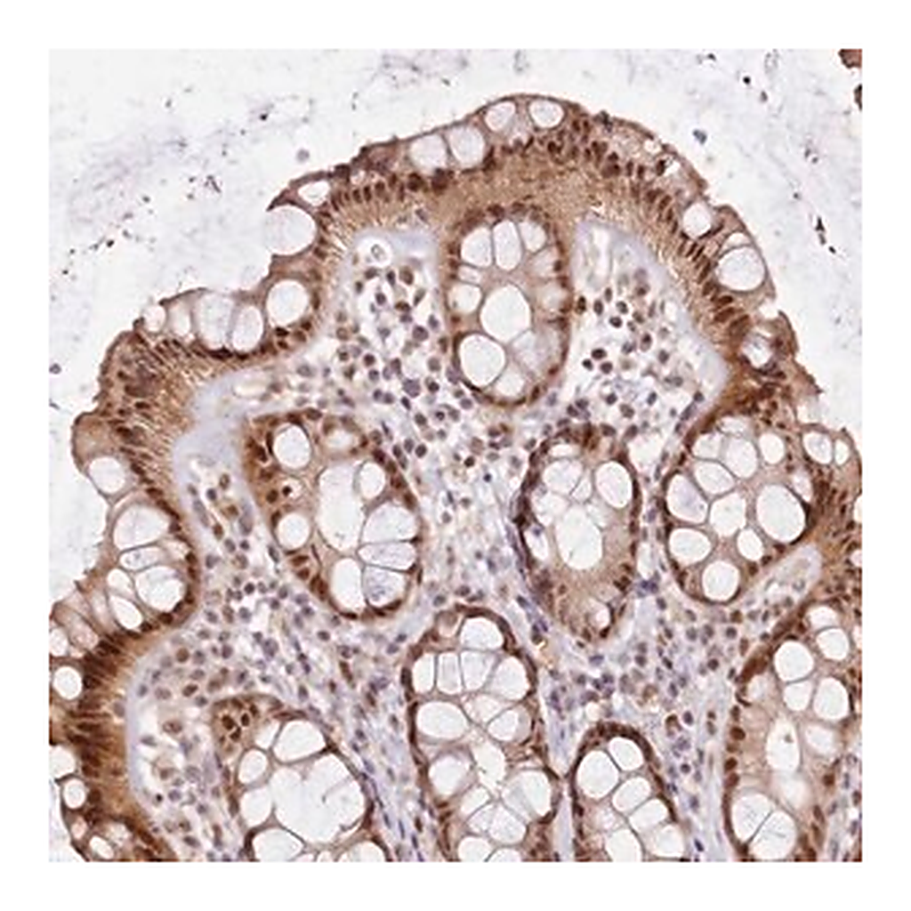 Merck Anti-LGALSL antibody produced in rabbit